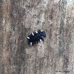 Eumorphus quadriguttatus