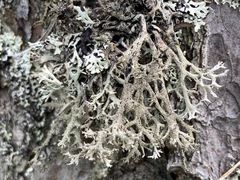 Pseudevernia furfuracea