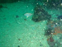 Pterogymnus laniarius