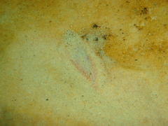 Heteromycteris capensis