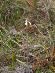 Caladenia orientalis