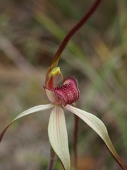 Caladenia orientalis