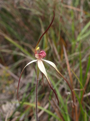 Caladenia orientalis