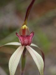 Caladenia orientalis