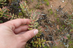 Crassula mesembryanthoides
