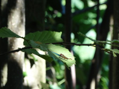 Episyrphus balteatus
