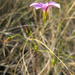 Overberg Sorrel - Photo (c) Nick Helme, some rights reserved (CC BY-SA), uploaded by Nick Helme