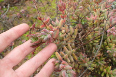 Crassula mesembryanthoides