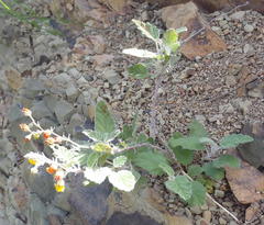 Hermannia althaeoides