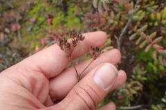 Crassula mesembryanthoides