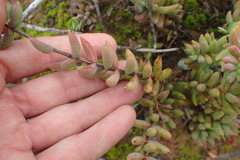 Crassula mesembryanthoides