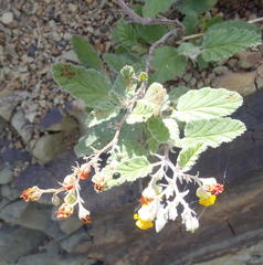 Hermannia althaeoides