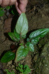 Ainsliaea fragrans