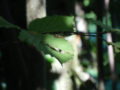 Episyrphus balteatus
