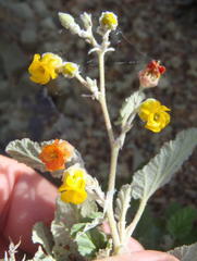 Hermannia althaeoides