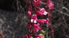 Penstemon clevelandii