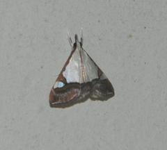 Viettessa margaritalis
