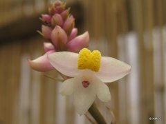 Polystachya heckeliana
