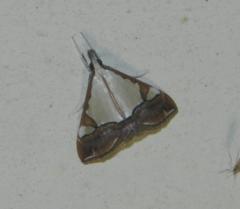 Viettessa margaritalis
