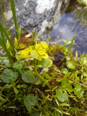 Chrysosplenium serreanum