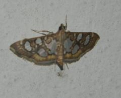 Glyphodella flavibrunnea