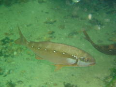 Chirodactylus brachydactylus