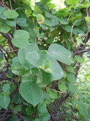Lonicera caprifolium