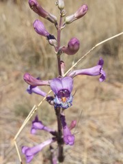 Penstemon fendleri