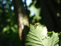 Episyrphus balteatus