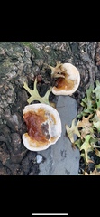 Ganoderma