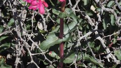 Penstemon clevelandii