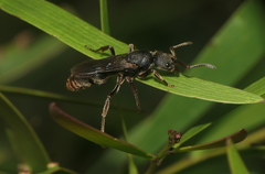 Pseudoneoponera rufipes