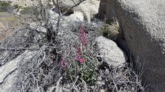 Penstemon clevelandii