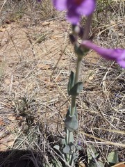 Penstemon fendleri