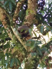 Callicebus nigrifrons