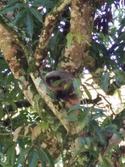 Callicebus nigrifrons