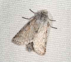 Meragisa pallida