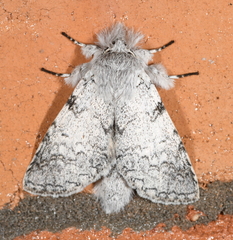 Meragisa pallida