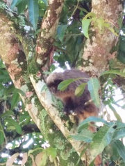 Callicebus nigrifrons
