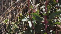 Penstemon clevelandii