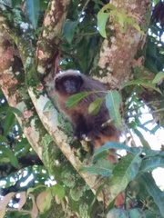 Callicebus nigrifrons