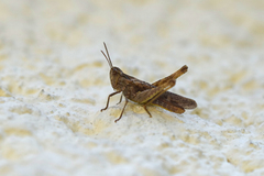 Glyptobothrus