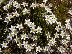 Minuartia recurva