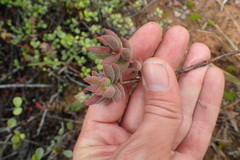 Crassula mesembryanthoides