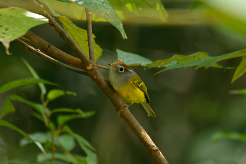 Subspecies Phylloscopus castaniceps annamensis · iNaturalist