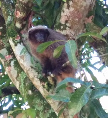 Callicebus nigrifrons