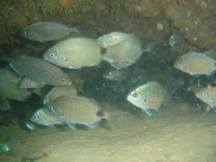 Diplodus capensis
