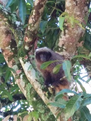 Callicebus nigrifrons