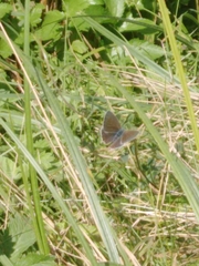 Cyaniris semiargus