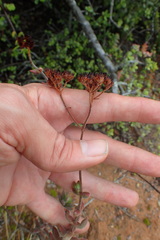 Crassula mesembryanthoides